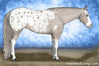 Horse Color:Chocolate Palomino Splash Appaloosa 