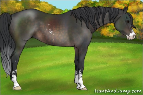 Horse Color:Brown Sabino