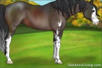 Horse Color:Brown Sabino 