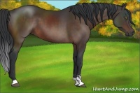 Horse Color:Brown Sabino 