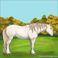 Horse Color:Amber Cream Champagne Roan Pearl