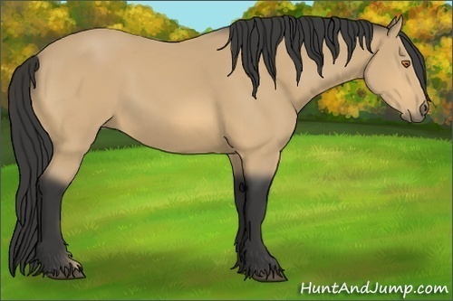 Horse Color:Buckskin 