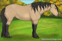 Horse Color:Buckskin 