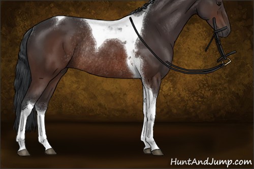 Horse Color:Brown Tobiano Rabicano