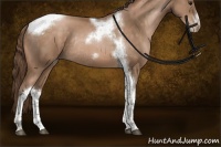 Horse Color:Brown Pearl Tobiano Frame Rabicano 