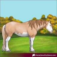 Horse Color:Bay Pearl Splash 