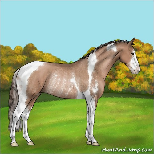 Horse Color:Black Pearl Sabino Tobiano Rabicano 