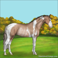 Horse Color:Black Pearl Sabino Tobiano Rabicano 