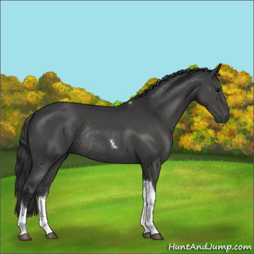 Horse Color:Black Tobiano Rabicano
