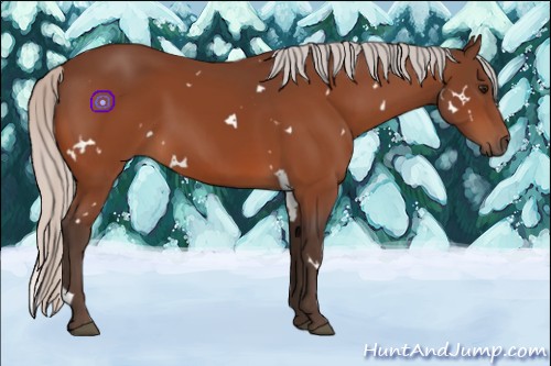 Horse Color:White Spotted Silver Bay 