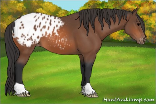 Horse Color:Bay Appaloosa 