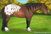 Horse Color:Bay Appaloosa 