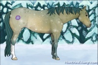 Horse Color:Watercolor Bay 