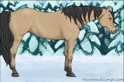Horse Color:Buckskin 