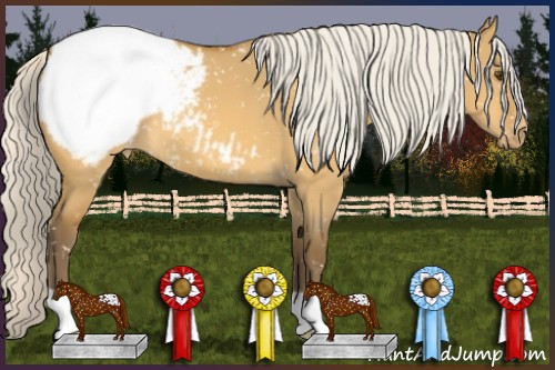 Horse Color:Silver Buckskin Dun Appaloosa 