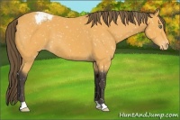 Horse Color:Buckskin Appaloosa 