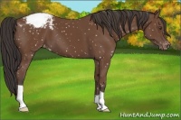 Horse Color:Bay Appaloosa