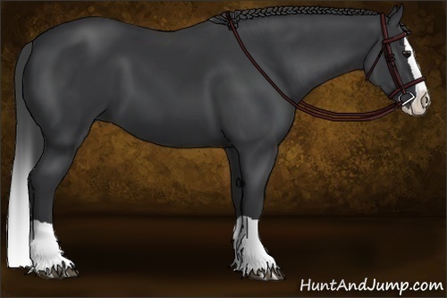 Horse Color:Black Splash