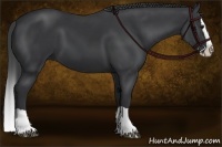 Horse Color:Black Splash
