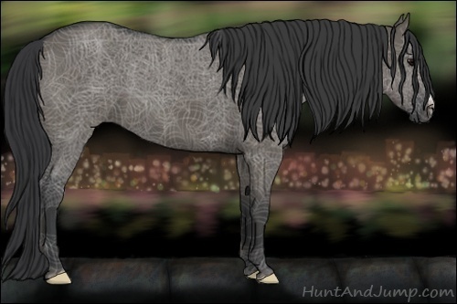 Horse Color:Grullo