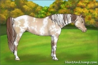 Horse Color:White Spotted Brown Pearl Dun