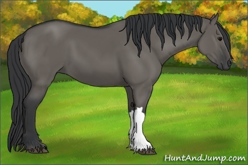 Horse Color:Grullo