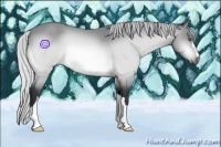 Horse Color:Silver Bay Chinchilla 