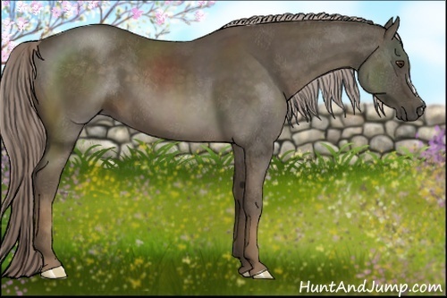 Horse Color:Chocolate Palomino