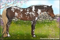 Horse Color:White Spotted Liver Chestnut 