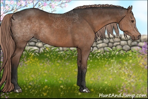 Horse Color:Liver Chestnut 