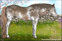 Horse Color:Liver Chestnut Splash 