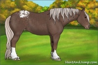 Horse Color:Silver Black Appaloosa 