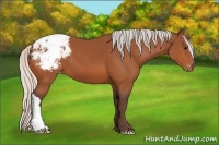 Horse Color:Silver Bay Appaloosa 