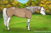 Horse Color:Silver Bay Dun Splash 