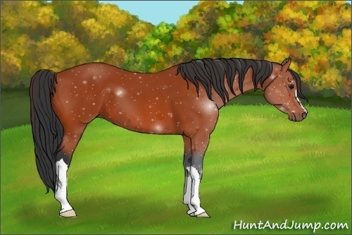 Horse Color:Bay 