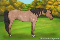 Horse Color:Bay Roan 