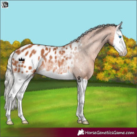 Horse Color:Silver Bay Splash Appaloosa Rabicano