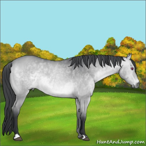 Horse Color:Bay Chinchilla Dun 
