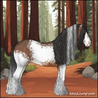 Horse Color:White Spotted Bay 