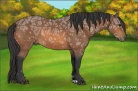 Horse Color:Buckskin Ice 