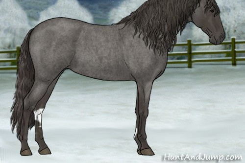 Horse Color:Smoky Blue Roan 