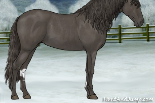Horse Color:Smoky Blue Roan 