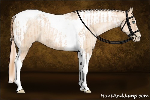 Horse Color:Gold Champagne Pearl Tobiano Rabicano and Gold Cream Champagne Pearl Tobiano Rabicano