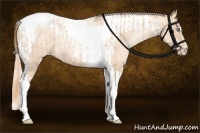 Horse Color:Gold Champagne Pearl Tobiano Rabicano  and Gold Cream Champagne Pearl Tobiano Rabicano 