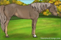 Horse Color:Chocolate Palomino 