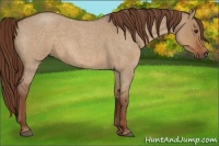 Horse Color:Red Dun Roan 