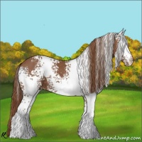 Horse Color:White Spotted Chestnut 