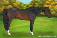 Horse Color:Brown 