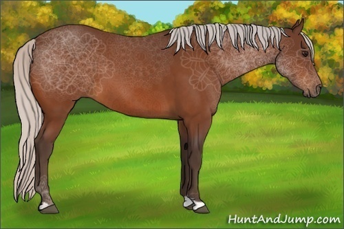 Horse Color:Silver Bay 