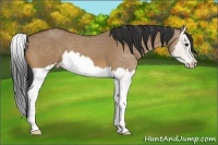 Horse Color:Bay Dun Splash 